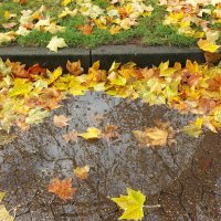 Осенние дожди. :: Lucy Schneider 