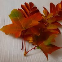 Осенние листья :: Ольга 