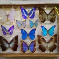 Бабочки :: Ольга Бекетова