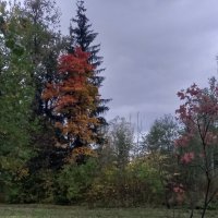 Осень :: Сапсан 
