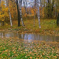 Октябрь...Лесная тропа после дождя! :: Владимир 
