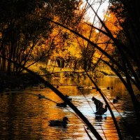 Осенний пейзаж :: Оксана Елисеева