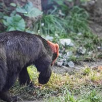 Росомаха. :: Владимир Безбородов