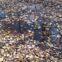 Листья в холодной луже... :: Андрей Хлопонин