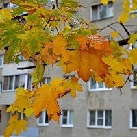 Листья желтые и не только... :: Михаил Столяров