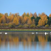 Озеро...Лебеди...Осень... :: Геннадий Ячменев