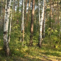 В лесу. :: sav-al-v Савченко