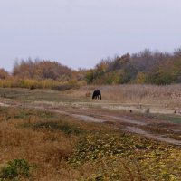 Осенний пейзаж с лошадкой. :: сергей 