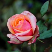 Осенние розы :: Светлана 