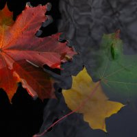 Осенние листья ... :: Любовь Овсянкина