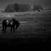 Выйду ночью в поле с конём... :: Валерий Кролик