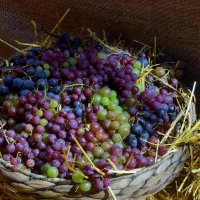 .. виноград на осенней выставке урожая в Аптекарском огороде... :: galalog galalog