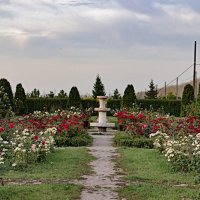 Розарий в питомнике  «Плодовое» г. Тюмень :: Любовь 