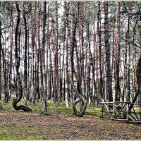 Танцующий лес. :: Валерия Комова