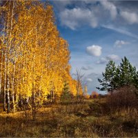 "Осень меж берез и сосен"© :: Владимир Макаров