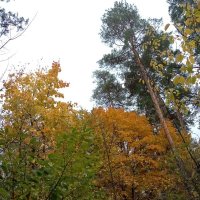 Наш лес осенью :: Нина Колгатина 