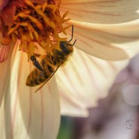 Пчела и осенний нектар :: Игорь Сарапулов