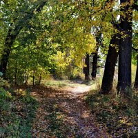 Шуя. Тропинки Лихушинского парка. :: Сергей Пиголкин