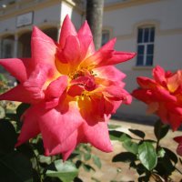 цветы Турции :: Елена Шаламова