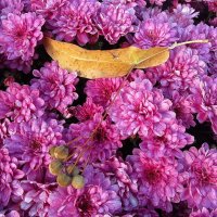 Осенние хризантемы :: Ольга Довженко