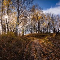 "Опавшая листва в конце октября"© :: Владимир Макаров