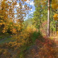 Осенние листья :: Vladimbormotov 