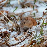 первый снег :: Andrey Bragin 