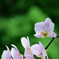 Орхидея :: александр 