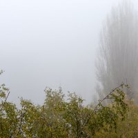 Утренний туман :: Andrej Guz