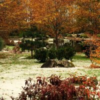 Заснеженный Японский сад Кадриорга 29.10.2023 :: Aida10 
