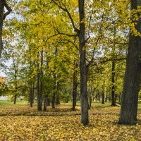 Осень в Александровском парке Царского села :: Стальбаум Юрий 