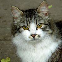 Кошка по имени Шпулька. :: nadyasilyuk Вознюк