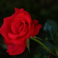 Красная-красная роза :: Светлана 