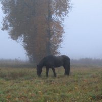 Туманный ноябрь. :: Ольга 