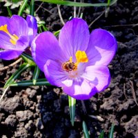 Весна.. цветы..  пчёлы.. :: Девяткин Юрий 