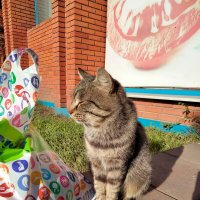 Утренний котик! :: Динара Каймиденова