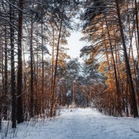 Снежный лес :: Елена Соколова