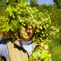 Во хмелю- то я стояла :: Валентина 