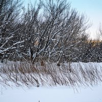 Январь снежный :: Татьяна Лютаева