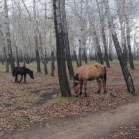 Мирный ноябрь.Материнство. :: Андрей Хлопонин