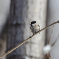 Гаичка буроголовая. :: Виктор Иванович Чернюк