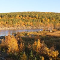 Вечер золотой осени :: Ольга 