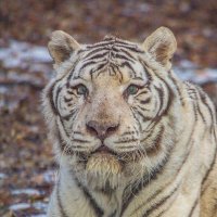 бенгальский тигр в ноябре :: аркадий 