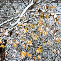 Снежный ноябрь :: Мария Васильева