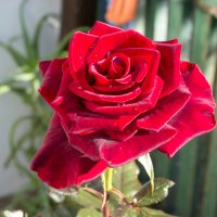 14  Ноября,а розы цветут :: Валентин Семчишин