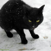 День чёрной кошки :: Андрей Заломленков