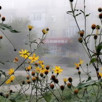 В городе туман... :: Дмитрий Петренко