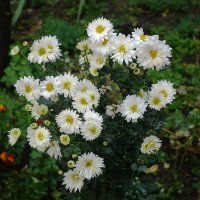 Цветы в октябре - хризантема :: Рита Симонова