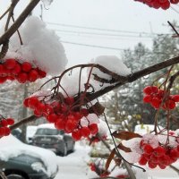 После снегопада :: Ольга 