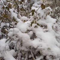 Снег :: Елена Семигина